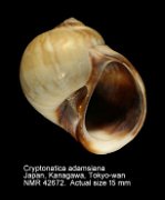 Cryptonatica adamsiana